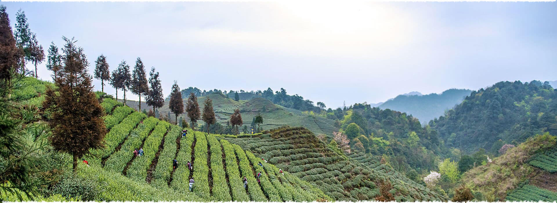 Tian Gong Shan Tea Garden